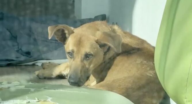 IBA y FGE esclarecen caso de perro reportado en institución educativa; se descarta maltrato