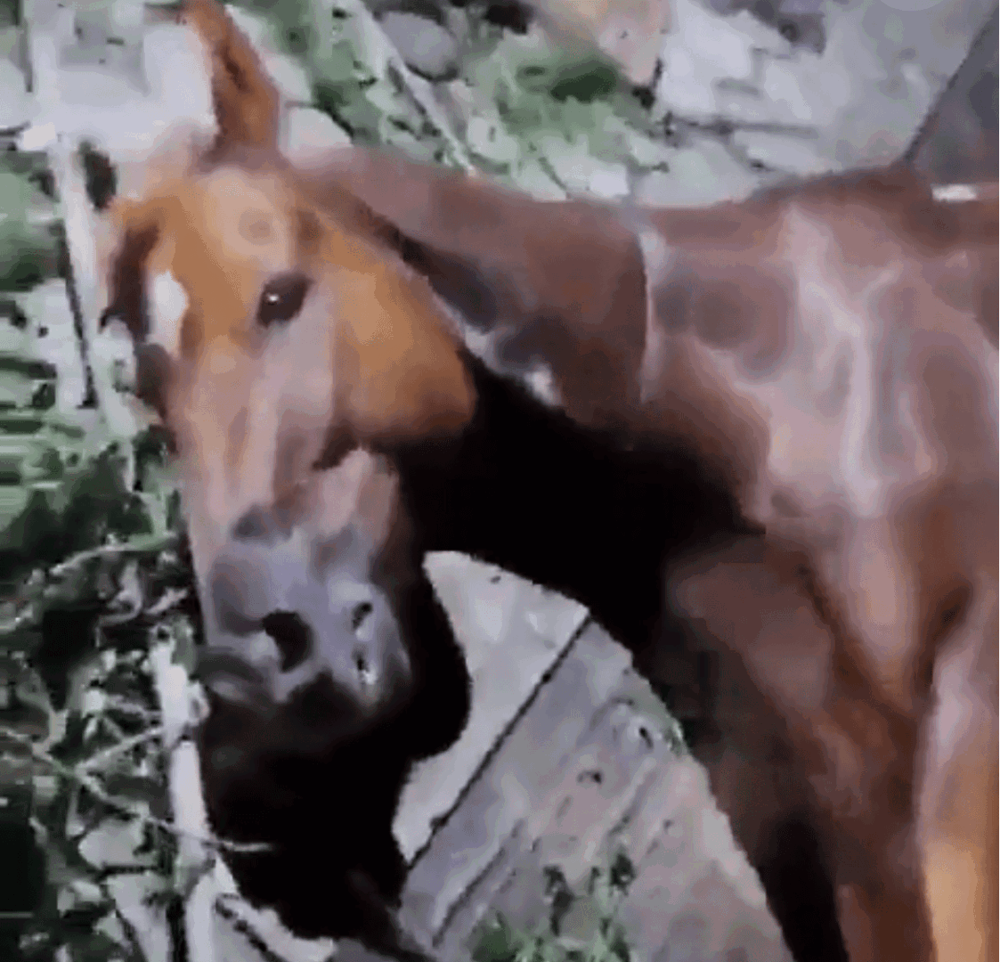 Burocracia y omisiones prolongan sufrimiento de caballo atropellado en Puebla