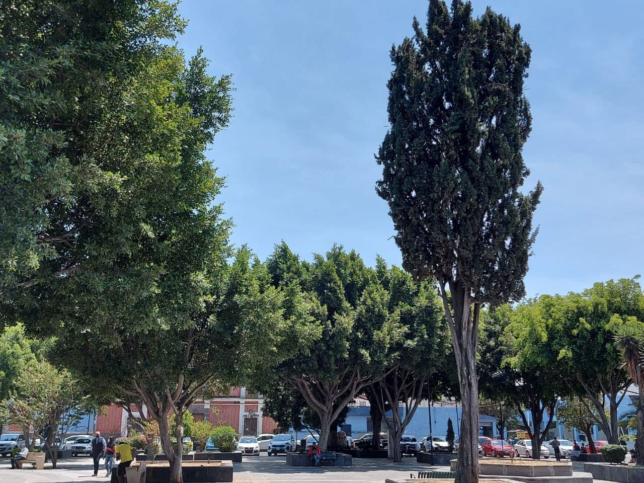 Ayuntamiento de Puebla inspecciona más de 339 árboles al mes en pro de la conservación de la biodiversidad del Municipio