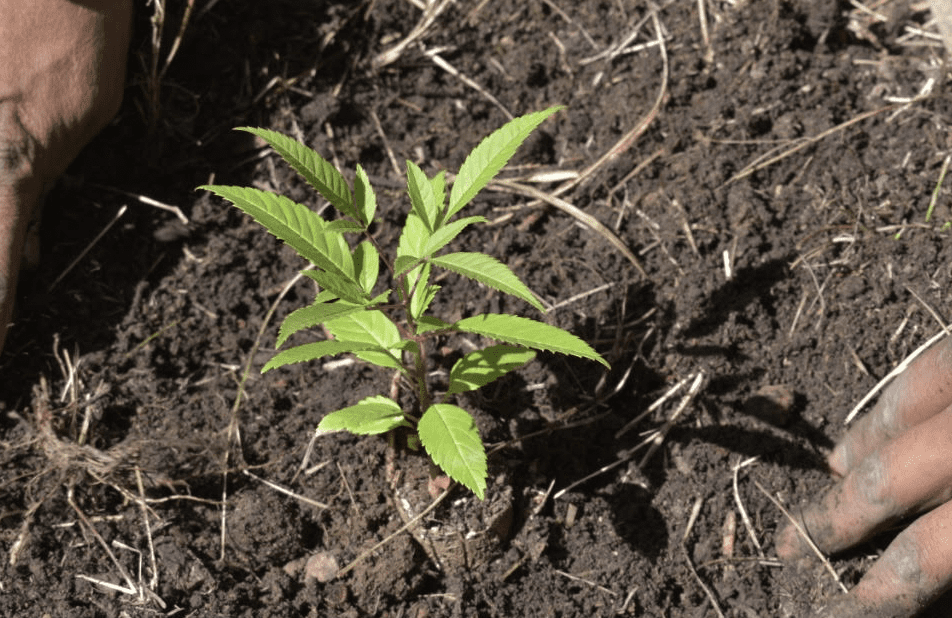 Ayuntamiento de Puebla invita a preservar el medio ambiente con talleres en Analco