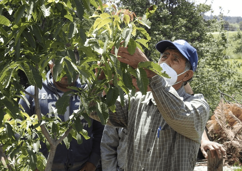 Ayuntamiento de Puebla capacita sobre la importancia y el manejo del nogal