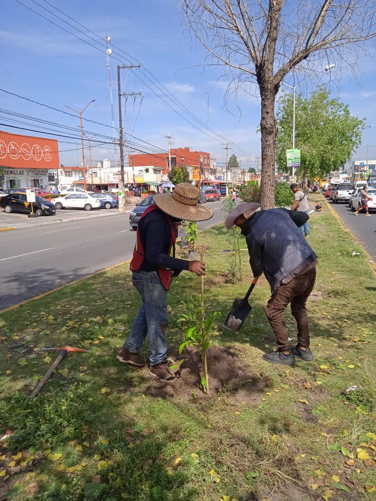 Ayuntamiento de Puebla arboriza camellones con especies nativas