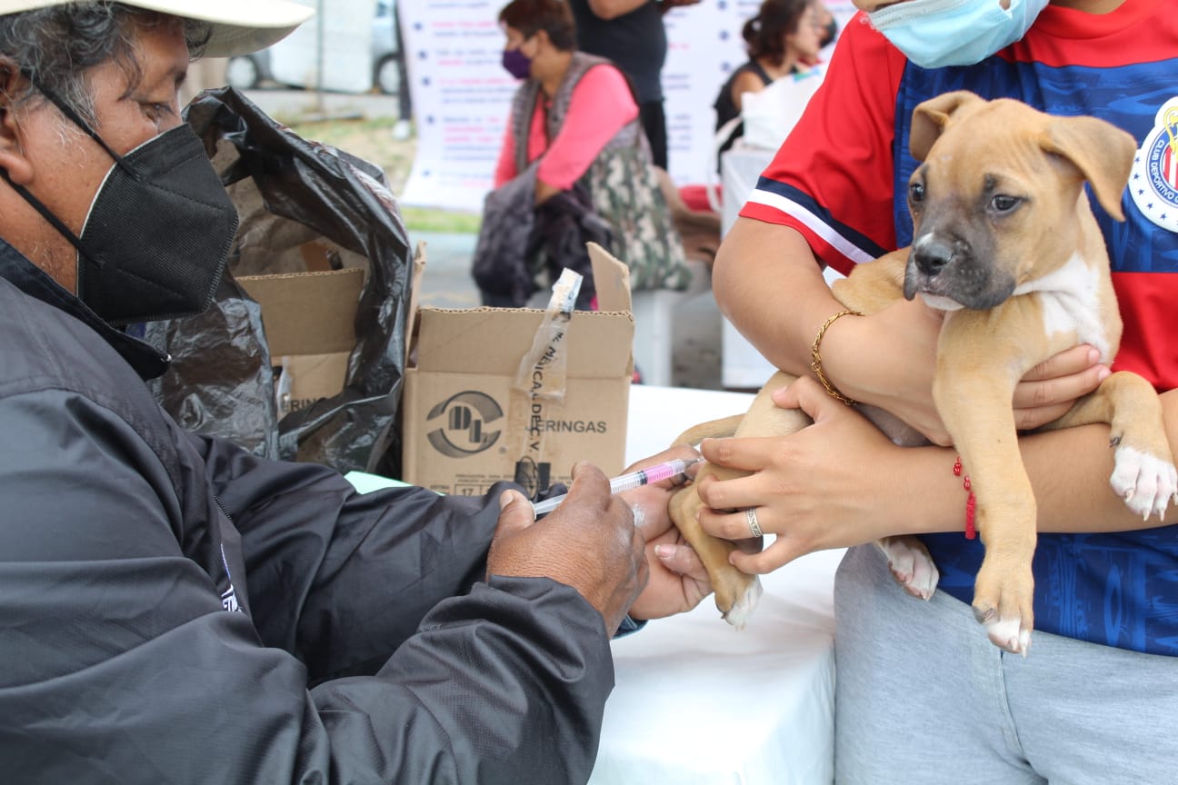 Lleva Ayuntamiento de Puebla servicios de esterilización y vacunas para mascotas en la U.H. Rivera Anaya