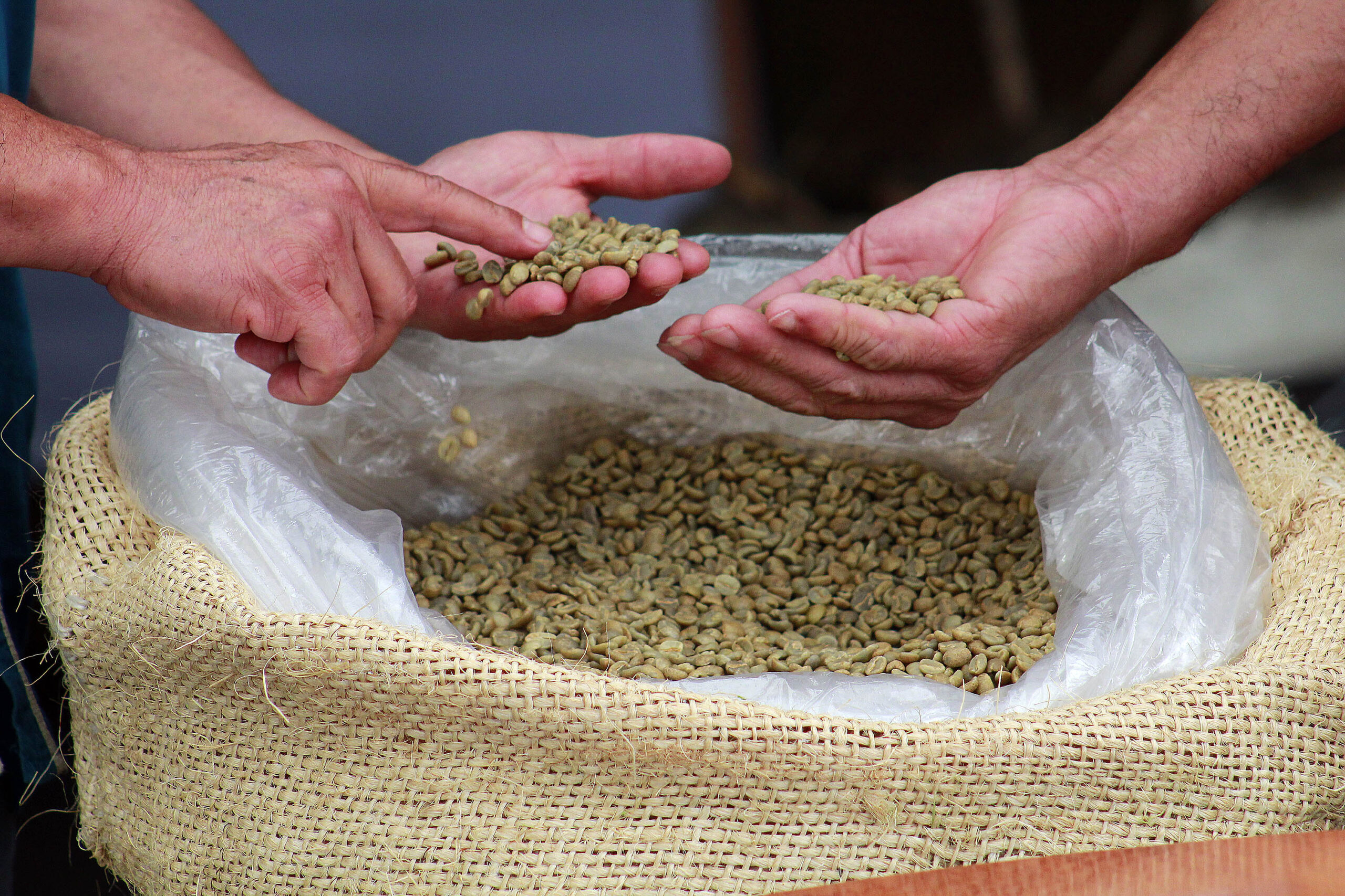 Con subasta internacional, SDR posiciona y fortalece al café poblano
