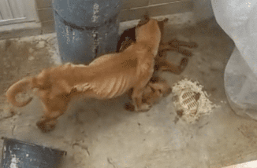 VIDEO | Abandono de perros hace que se devoren entre ellos en una vivienda en Hacienda Manzanilla