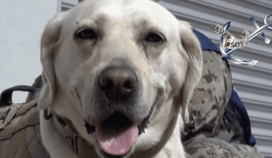 ¡Adiós, lomito! Muere Frida, la perrita rescatistas del sismo de 2017