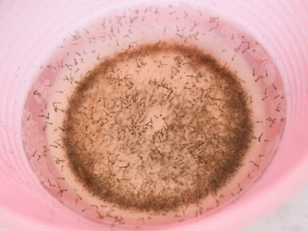 Registran 68 municipios poblanos casos de dengue: Salud