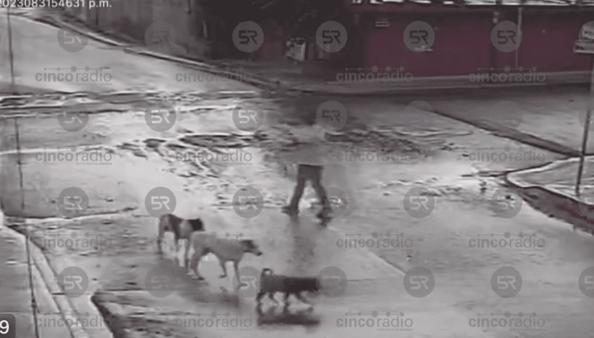 Indignación por video de hombre que dispara a perros en la colonia Tres Cerritos, en Puebla