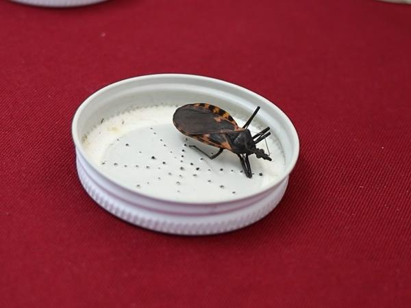 Llama Salud a no bajar guardia contra enfermedad de Chagas