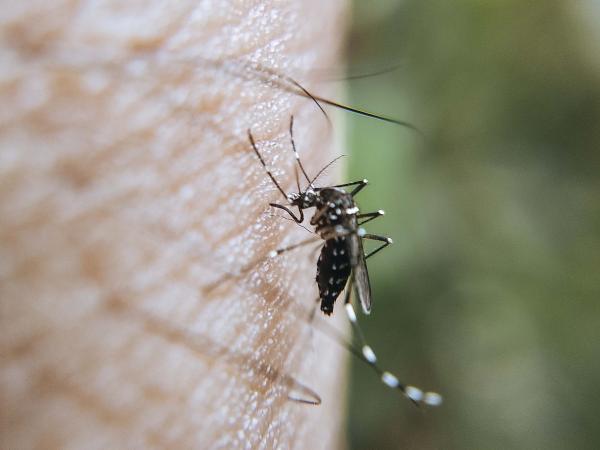 Permanecen dos personas hospitalizadas por dengue: Salud