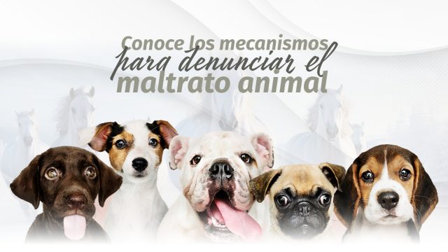 Refuerza Congreso del Estado mecanismos de denuncia ante casos de maltrato animal