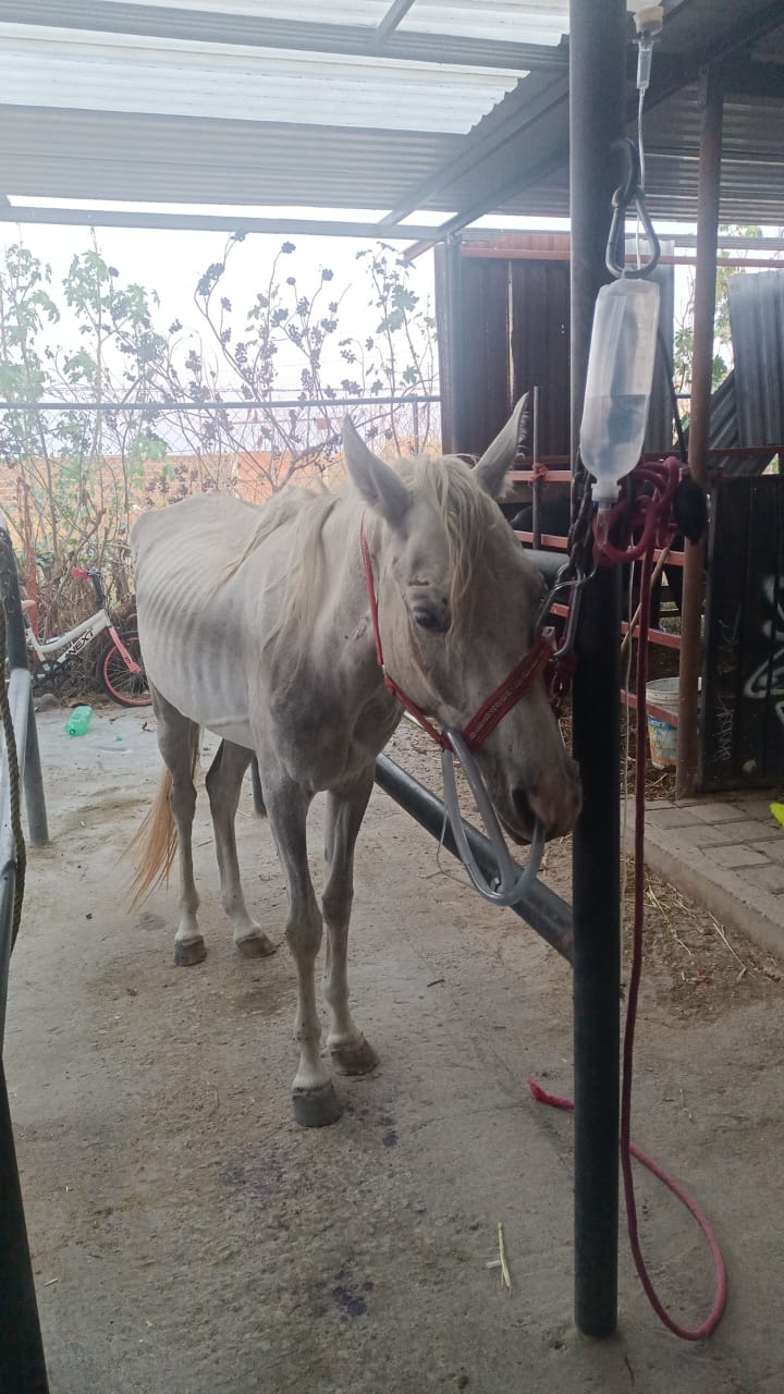 Rescata Centro de Adopción y Bienestar Animal a una yegua con signos de maltrato animal