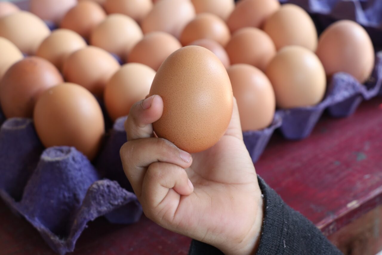 Promueve Bienestar autosuficiencia alimentaria mediante Módulos Avícolas