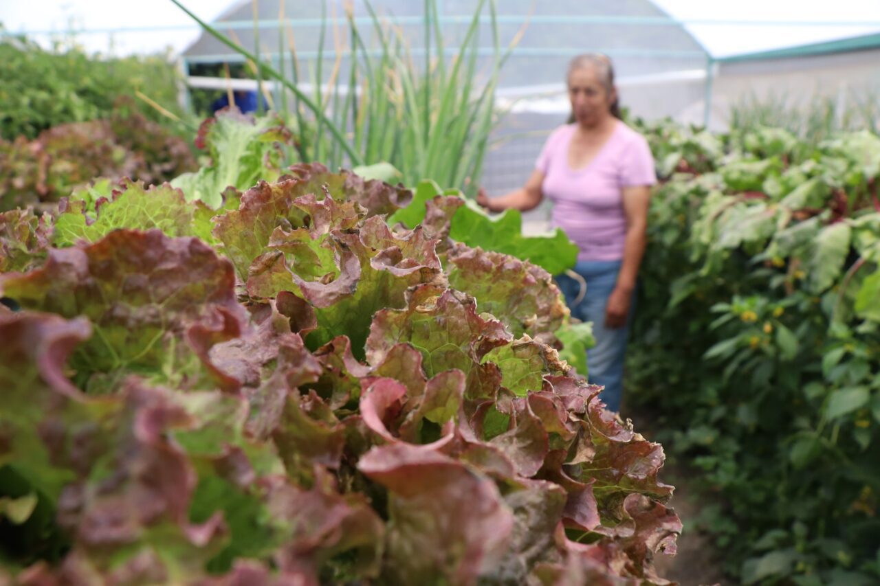 Alcanza Bienestar cobertura estatal a través del Programa Integral Alimentario 2024