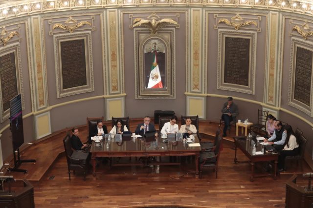 Impulsan propuesta legislativa para prohibir intervenciones estéticas en animales