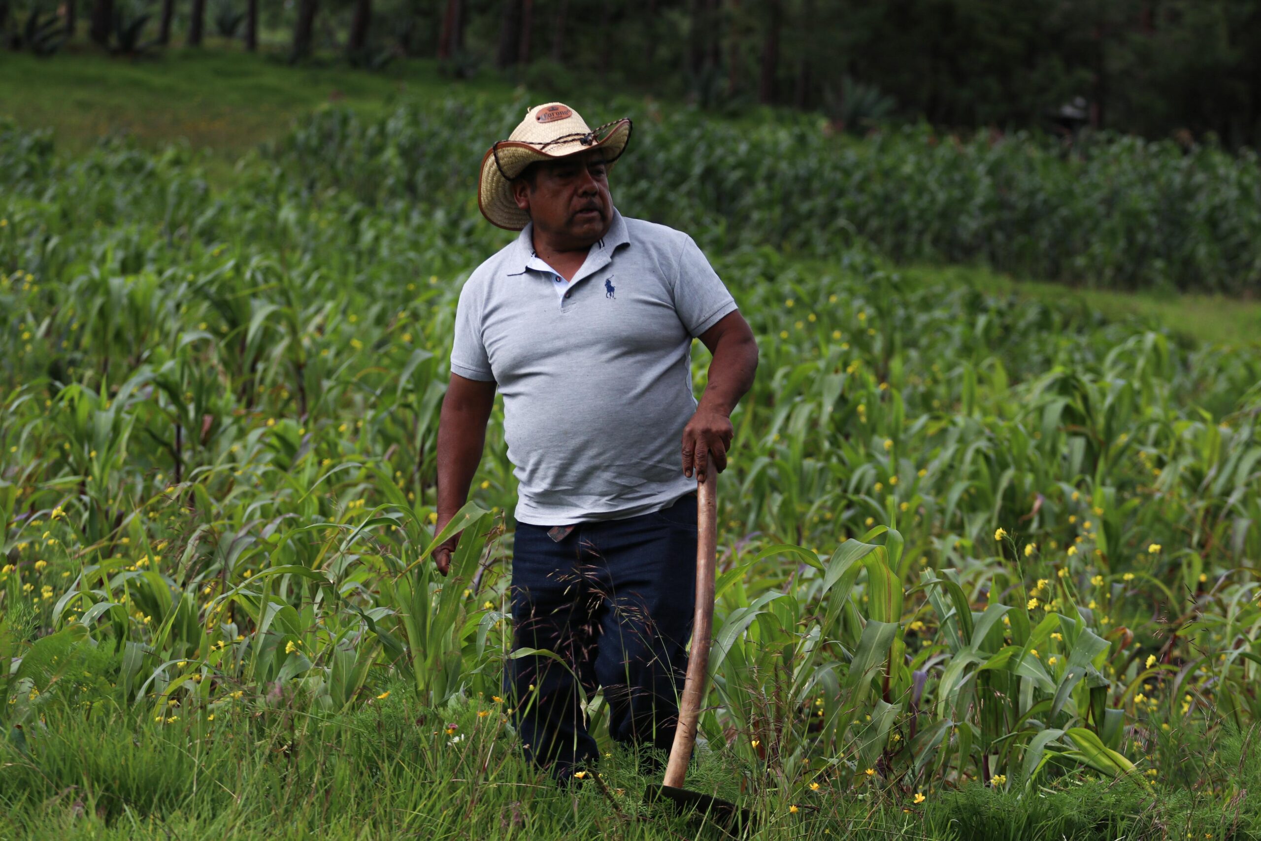 Alineada al Programa Nacional de Soberanía Alimentaria, la transformación del campo en Puebla: Armenta