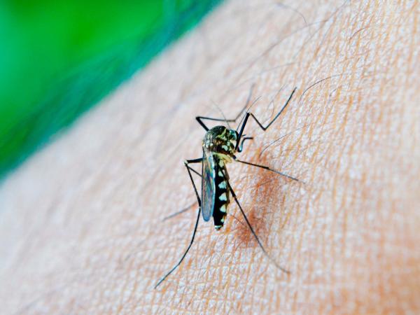 Reporta Salud 51 personas hospitalizadas por dengue