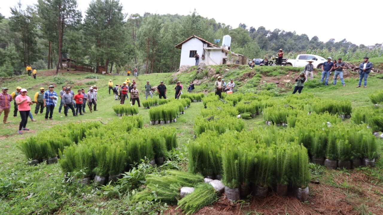 Entrega gobierno estatal 7 millones de plantas y árboles para reforestar