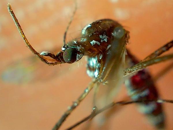 Acumula Puebla 4 mil 399 casos de dengue en 2024: Salud