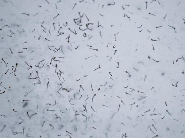 Concentran cinco municipios de Puebla el 60.4% de casos de dengue: Salud