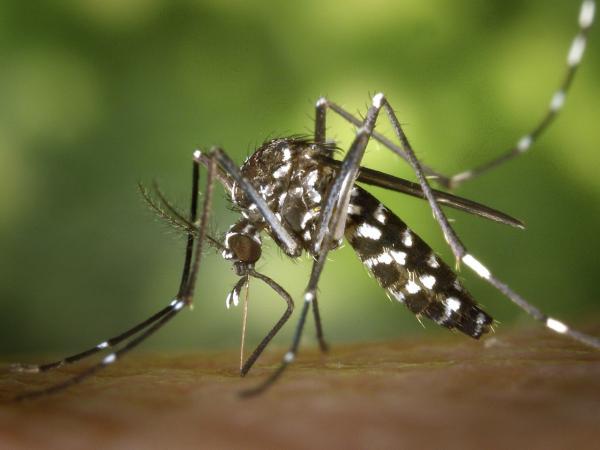 Sin personas hospitalizadas ni defunciones por dengue en últimas 24 horas: Salud