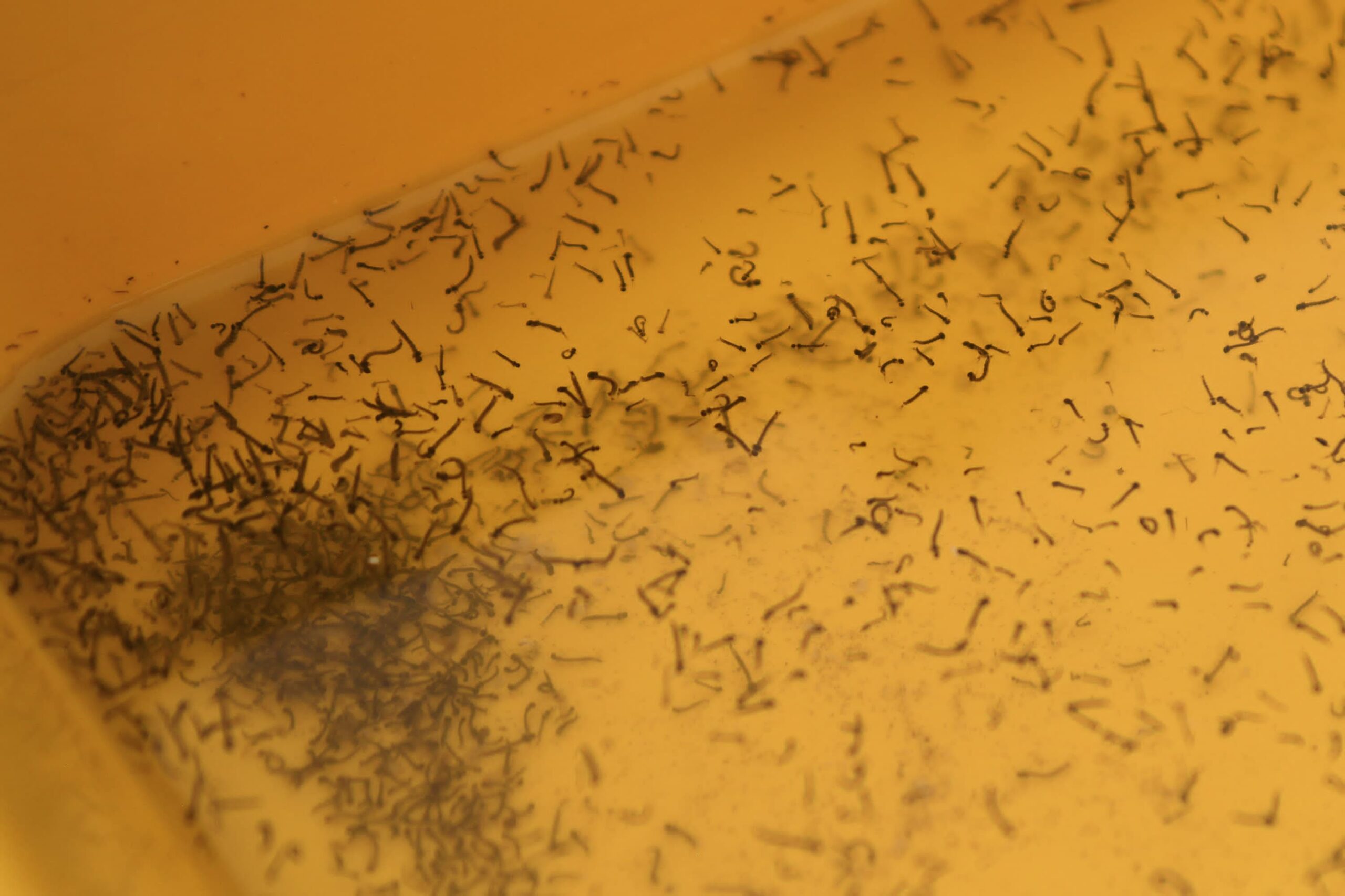 Concentran cinco municipios el 60.3% de los casos de dengue en Puebla: Salud