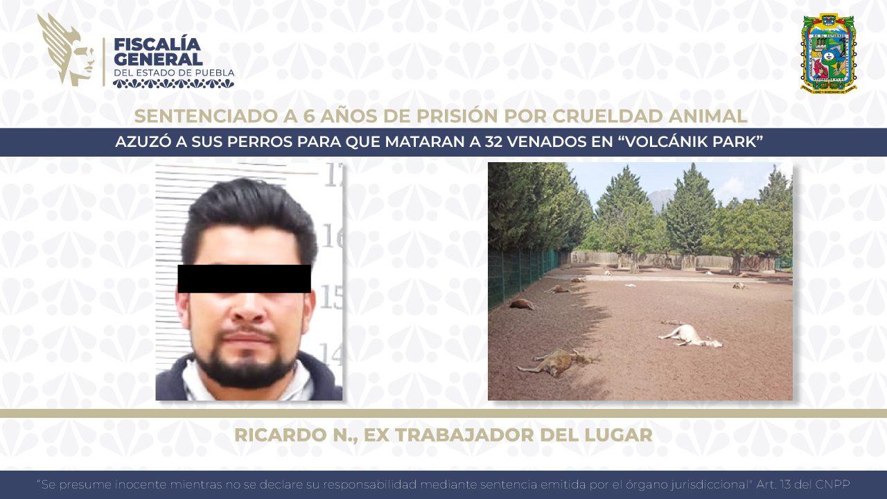 Obtiene la FGE sentencia de 6 años de prisión contra sujeto por crueldad animal, provocó la muerte a 32 venados