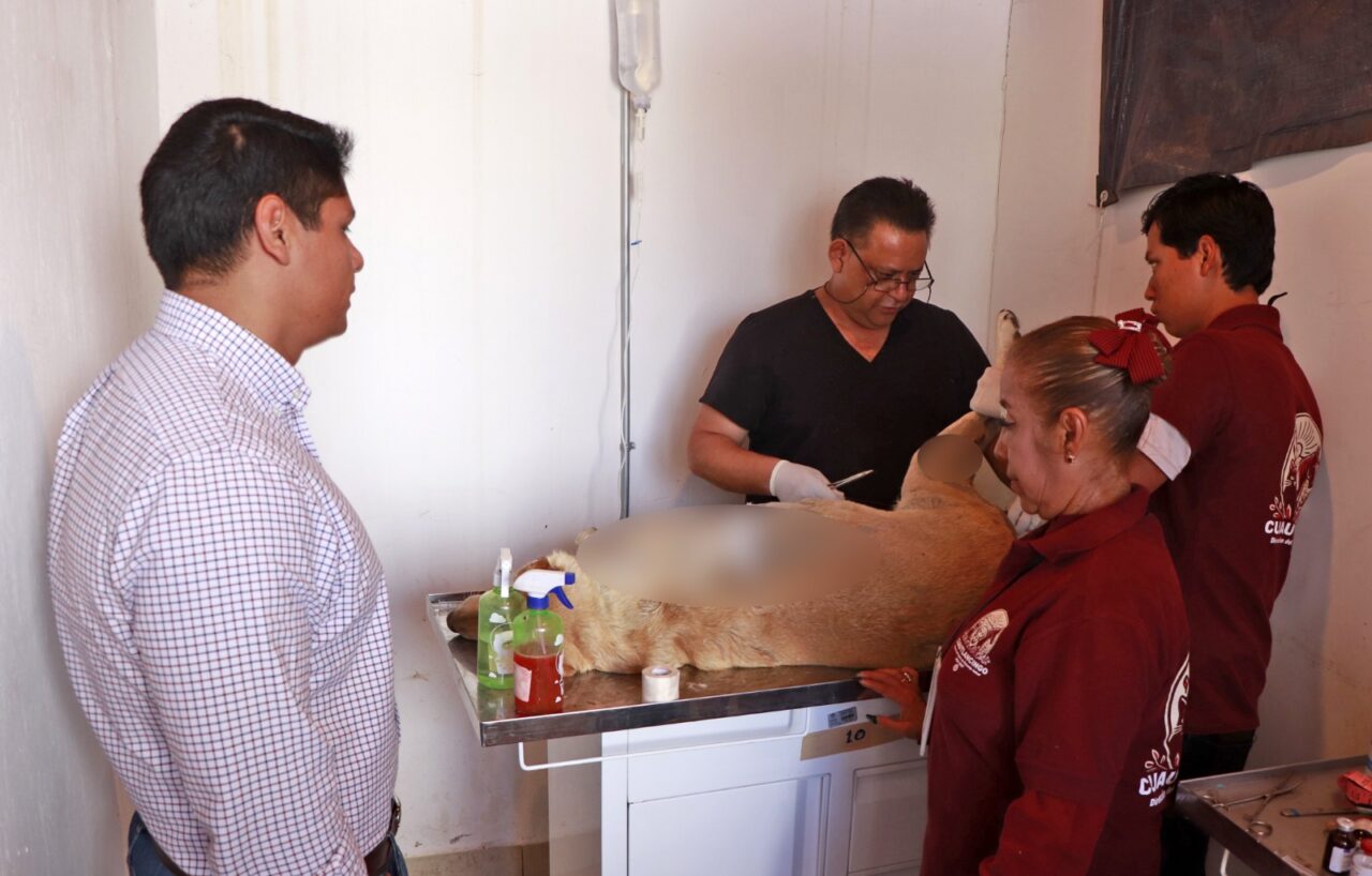 Condena edil de Cuautlancingo ataque a machetazos de una perrita afuera del mercado municipal
