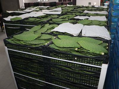 Gobierno de Armenta impulsará Transporte Aéreo para productores