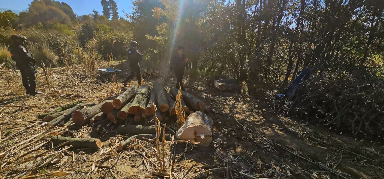 Primer decomiso de la Guardia y Policía Forestal en coordinación con Tlaxcala