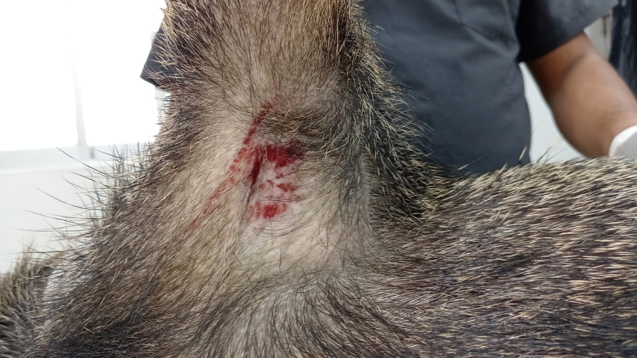 Bienestar Animal informa sobre caso del Pecarí atropellado