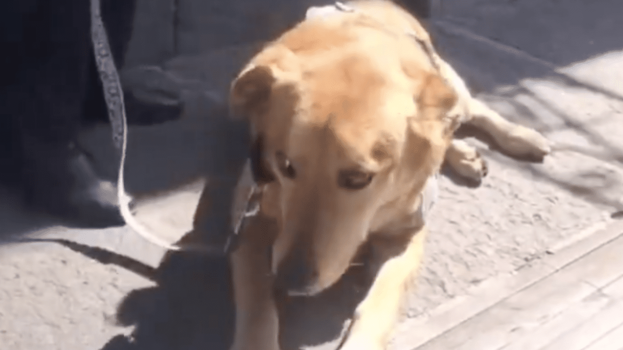El perrito Carolino está a salvo, aclaración sobre su supuesta expulsión de la BUAP