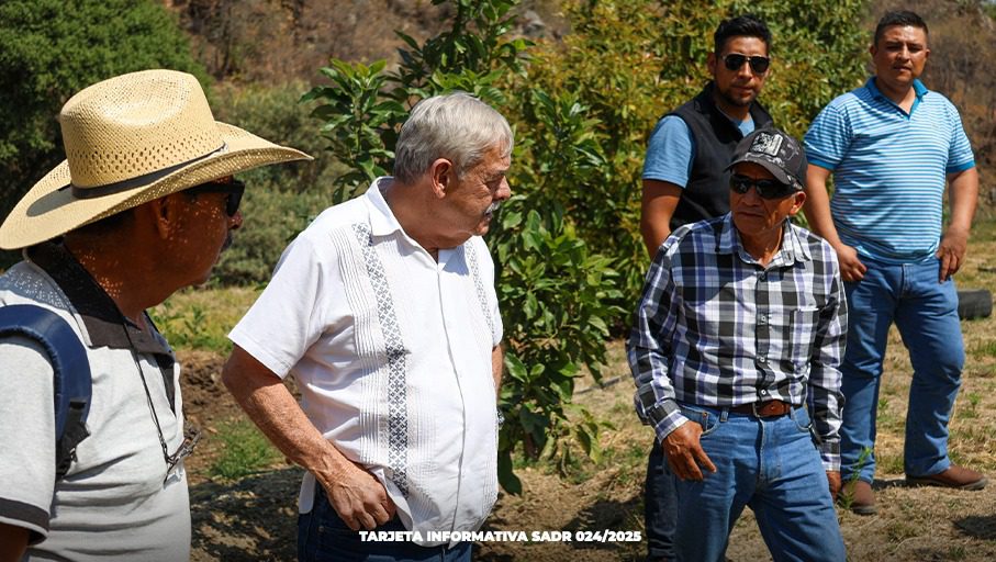 Junto a PNUD, SADR garantiza calidad de aguacate orgánico