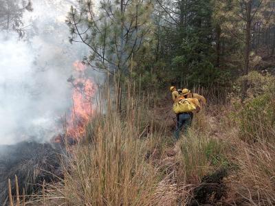Brigadas forestales extinguen incendio de Tlachichuca