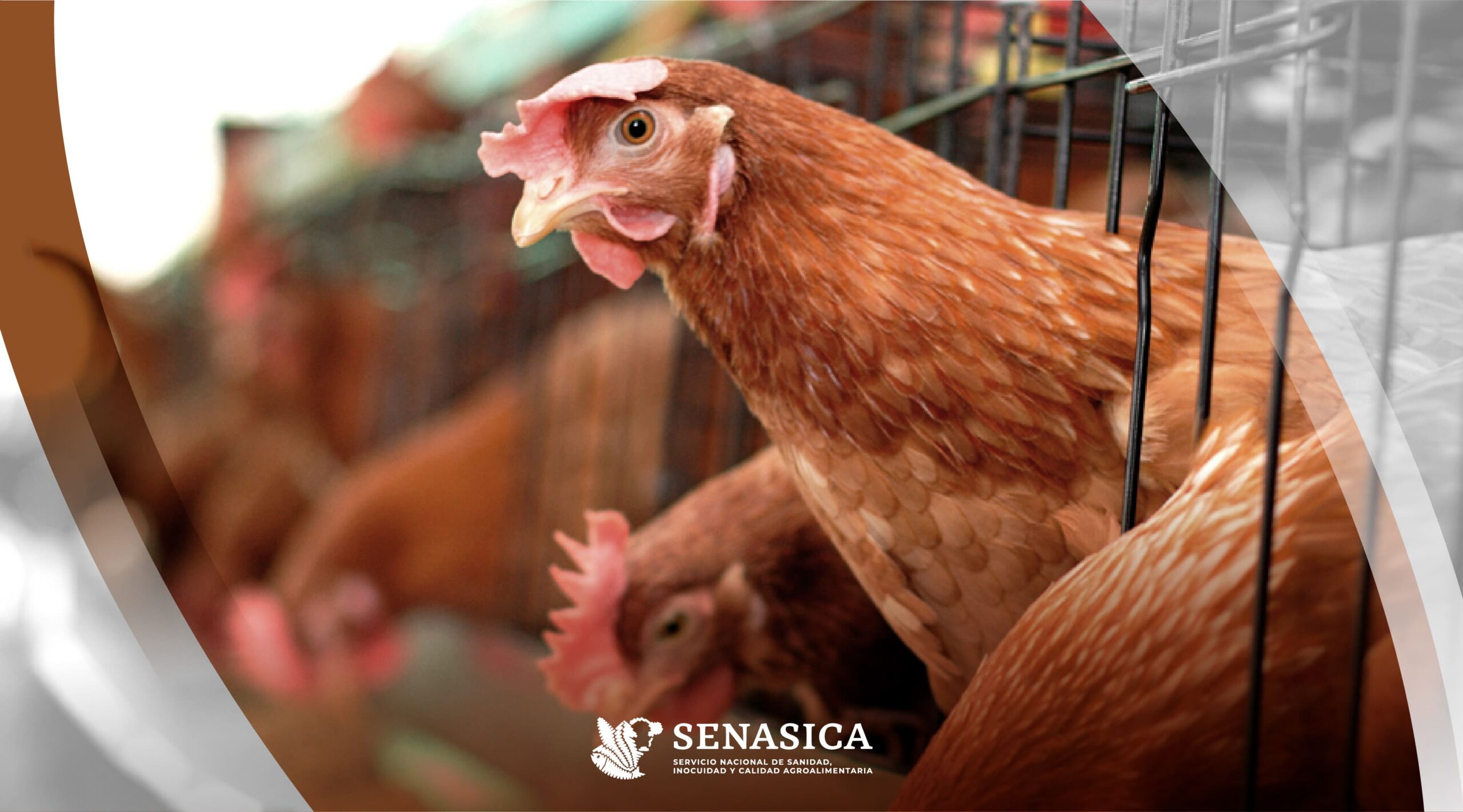 Fallece en Coahuila la paciente cero de influenza aviar H5N1