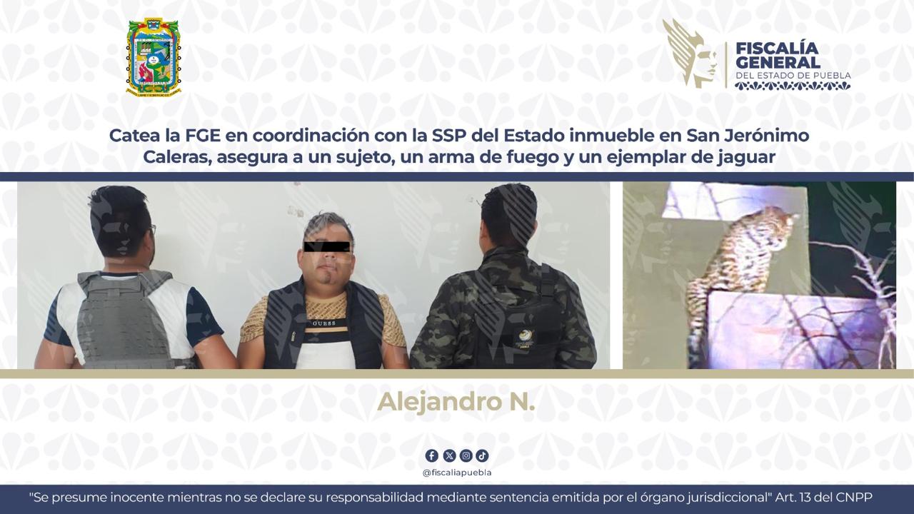 Catea la FGE en coordinación con la SSP del Estado inmueble en San Jerónimo Caleras, asegura a un sujeto, un arma de fuego y un ejemplar de jaguar