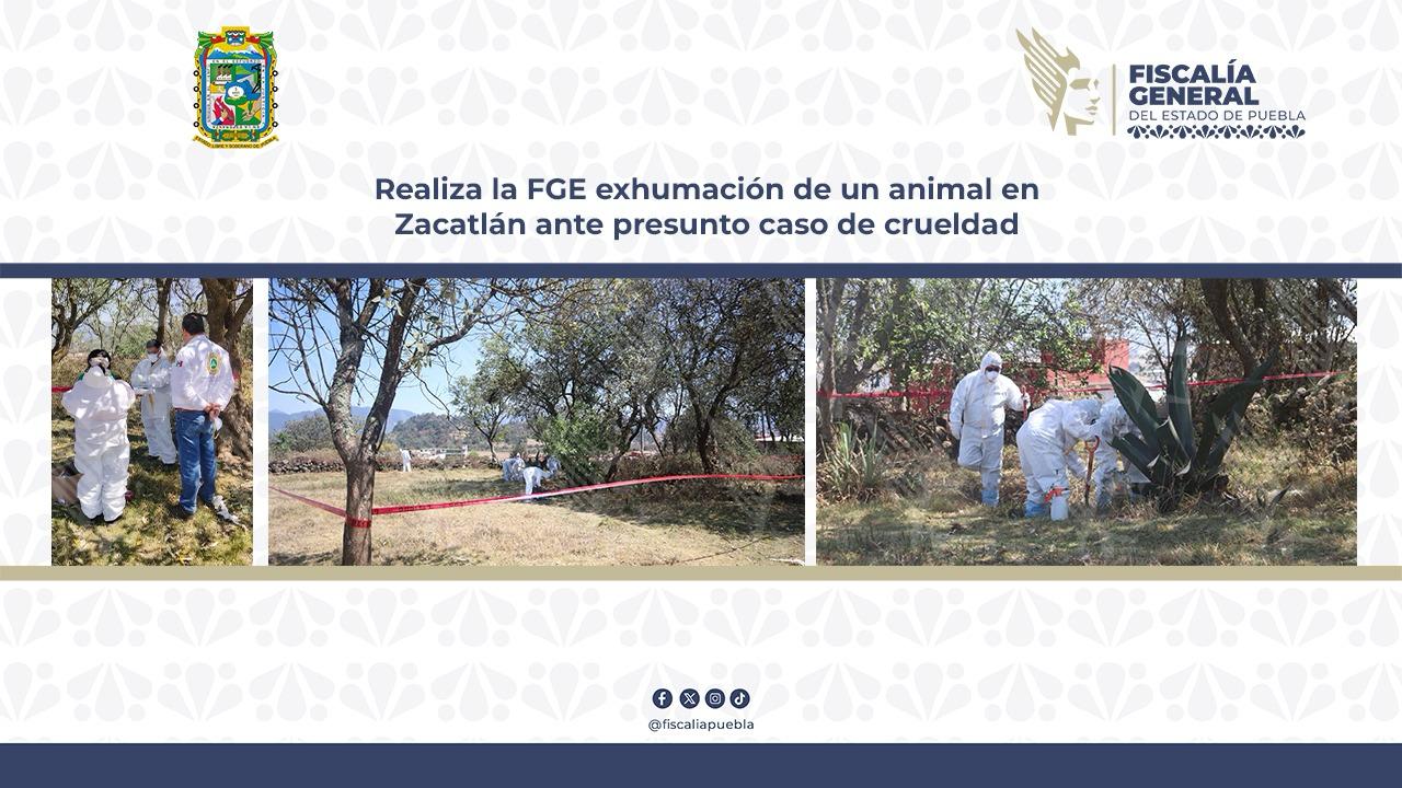 Realiza la FGE exhumación de un animal en Zacatlán ante presunto caso de crueldad