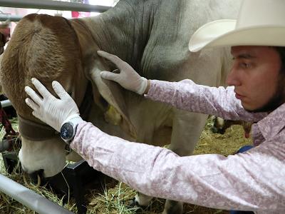 Puebla refuerza acciones de sanidad animal ante alertas del gusano barrenador del ganado