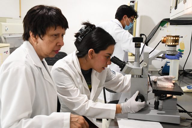Con modelos computacionales, investigadores BUAP predicen y describen la regeneración epitelial