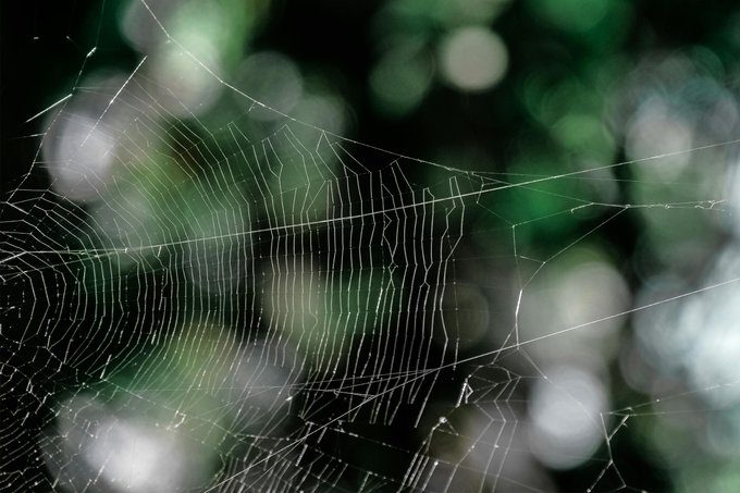 Puebla refuerza servicios de salud ante temporada de araña violinista