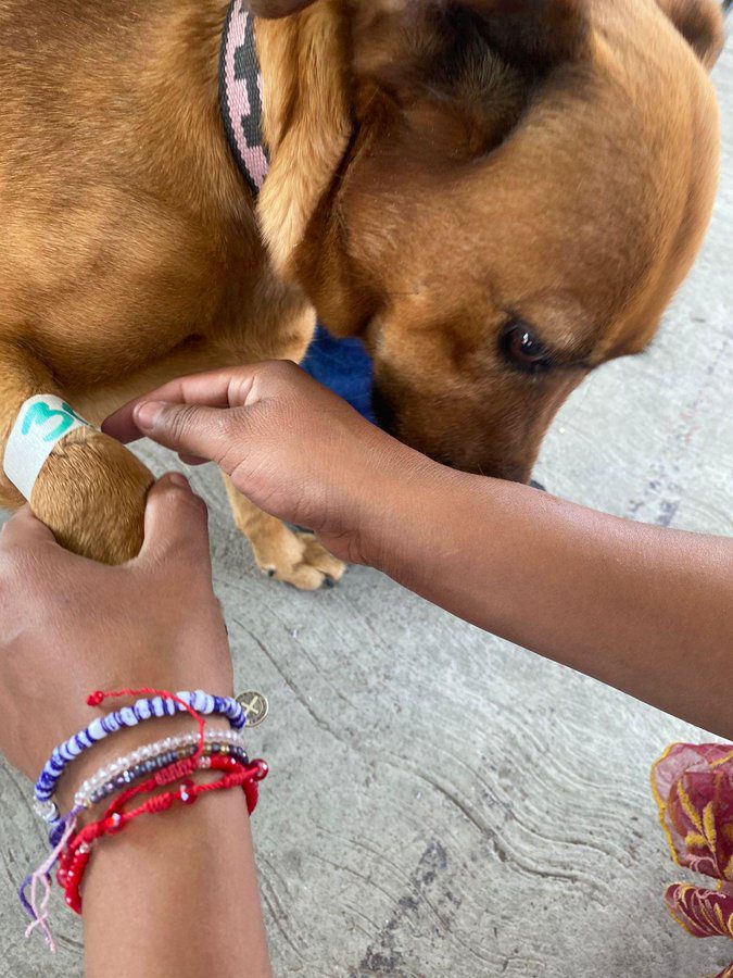 Promueve el Gobierno de la Ciudad bienestar animal en más zonas de la capital poblana