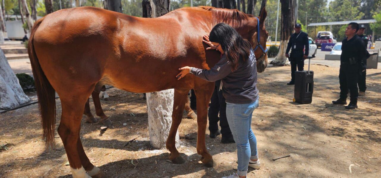 Atienden reporte de caballo desplomado en la Feria de Puebla 2025