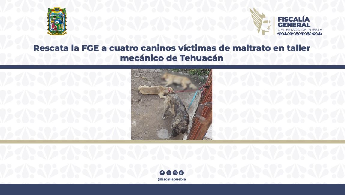 Rescata la FGE a cuatro caninos víctimas de maltrato en taller mecánico de Tehuacán