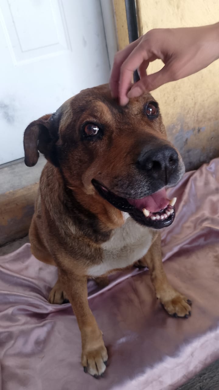 Centro de Bienestar Animal atiende a lomito agredido con arma punzocortante