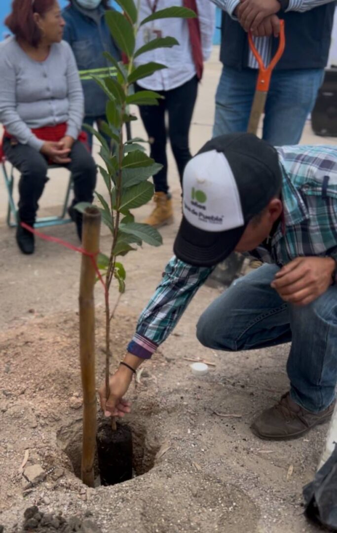 Consolida Gobierno de la Ciudad reforestación con más de 1,200 árboles en la capital a través de Raíces del Futuro