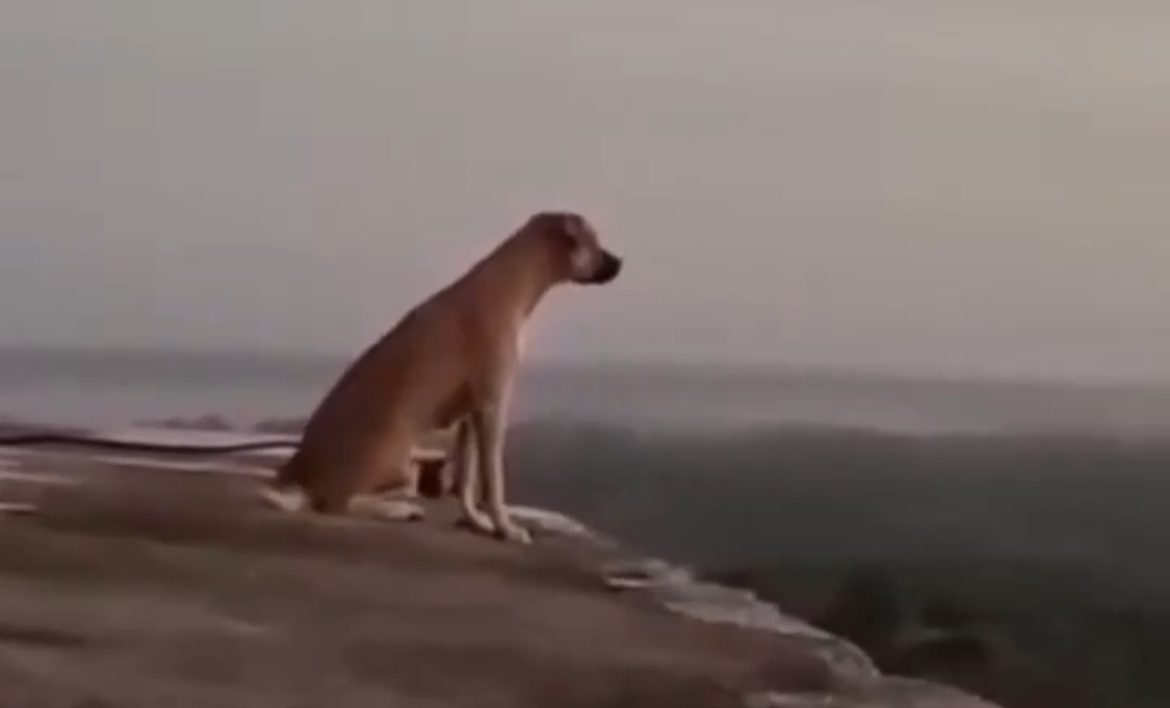 Perrito “Chino” escala la pirámide de Kukulkán y aúlla desde la cima; video se vuelve viral