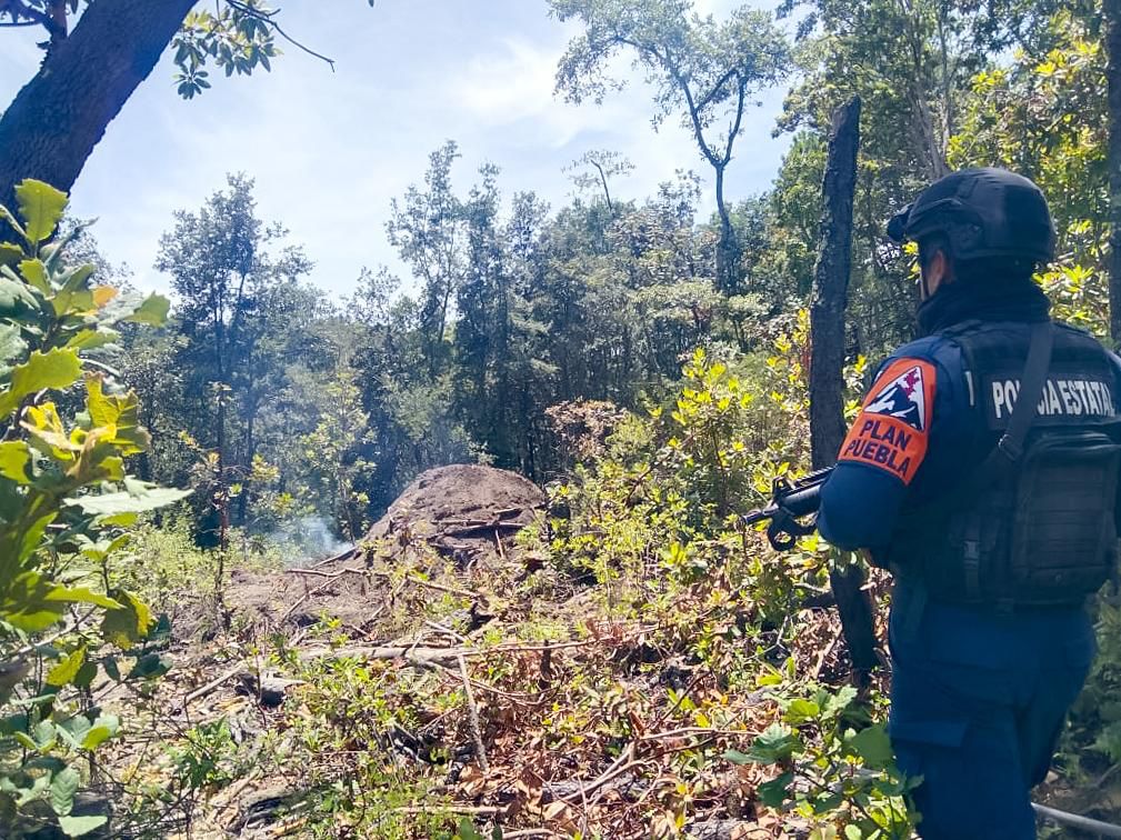 Inhabilita SSP hornos para la deshidratación ilegal de madera