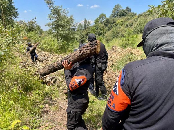 Aseguran Policía Forestal de Puebla y de Montaña de Tlaxcala hornos clandestinos de madera