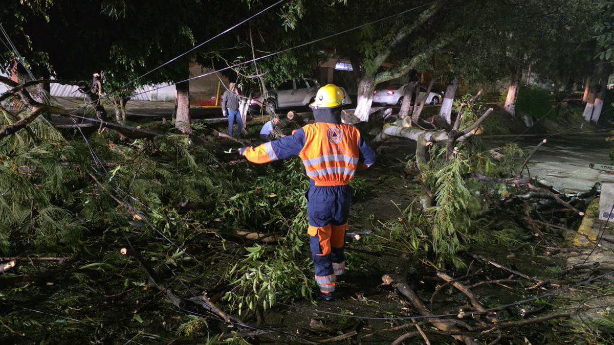 Atiende Gobierno de la Ciudad caída de árbol en Lomas del Mármol; descarta lesionados