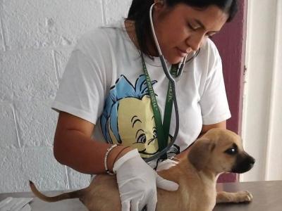 Gobierno de Puebla continúa con atención a seres sintientes en la Sierra Norte